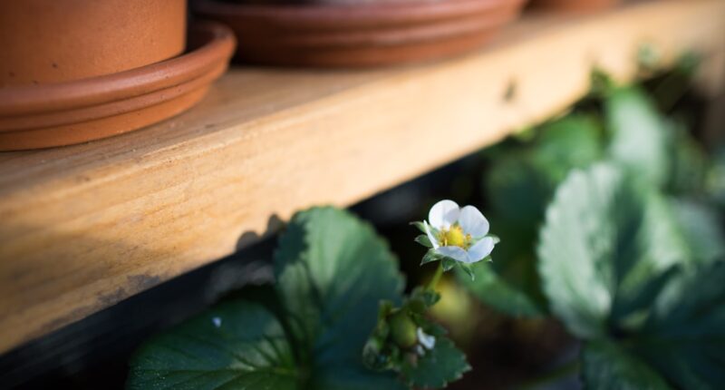 Photo Vertical garden